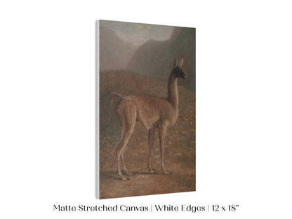 Guanaco Llama | P408 - Single Art Prints - Piccolo Fiore Prints