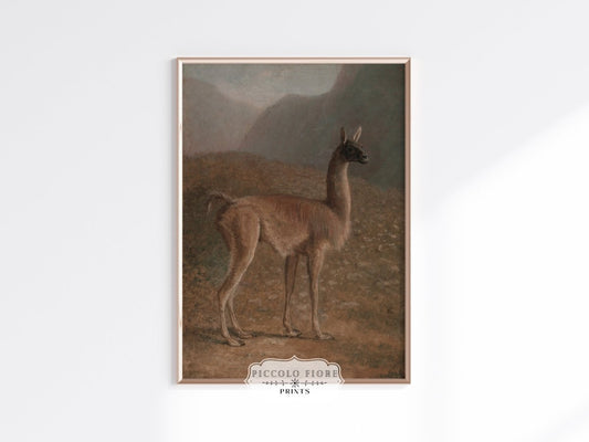 Guanaco Llama | P408 - Single Art Prints - Piccolo Fiore Prints