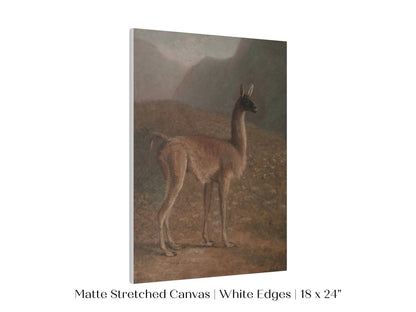 Guanaco Llama | P408 - Single Art Prints - Piccolo Fiore Prints