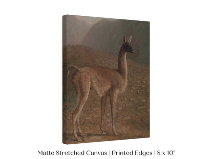 Guanaco Llama | P408 - Single Art Prints - Piccolo Fiore Prints