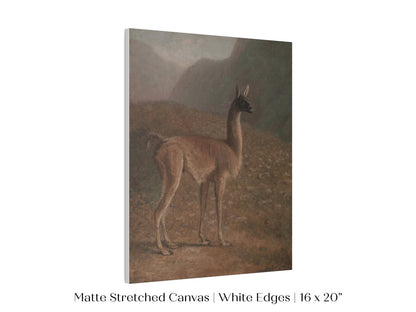 Guanaco Llama | P408 - Single Art Prints - Piccolo Fiore Prints