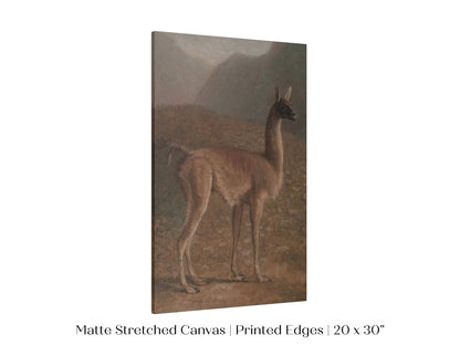 Guanaco Llama | P408 - Single Art Prints - Piccolo Fiore Prints
