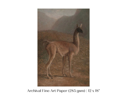 Guanaco Llama | P408 - Single Art Prints - Piccolo Fiore Prints