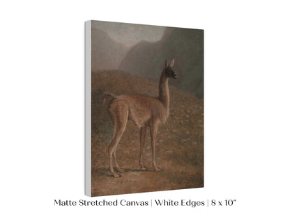 Guanaco Llama | P408 - Single Art Prints - Piccolo Fiore Prints