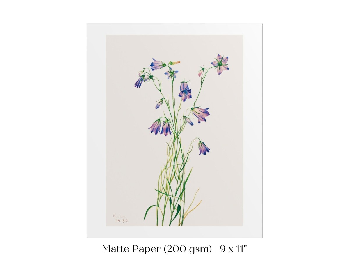 Harebell Illustration | P277 - Single Art Prints - Piccolo Fiore Prints