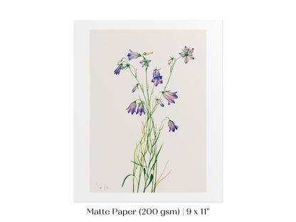 Harebell Illustration | P277 - Single Art Prints - Piccolo Fiore Prints