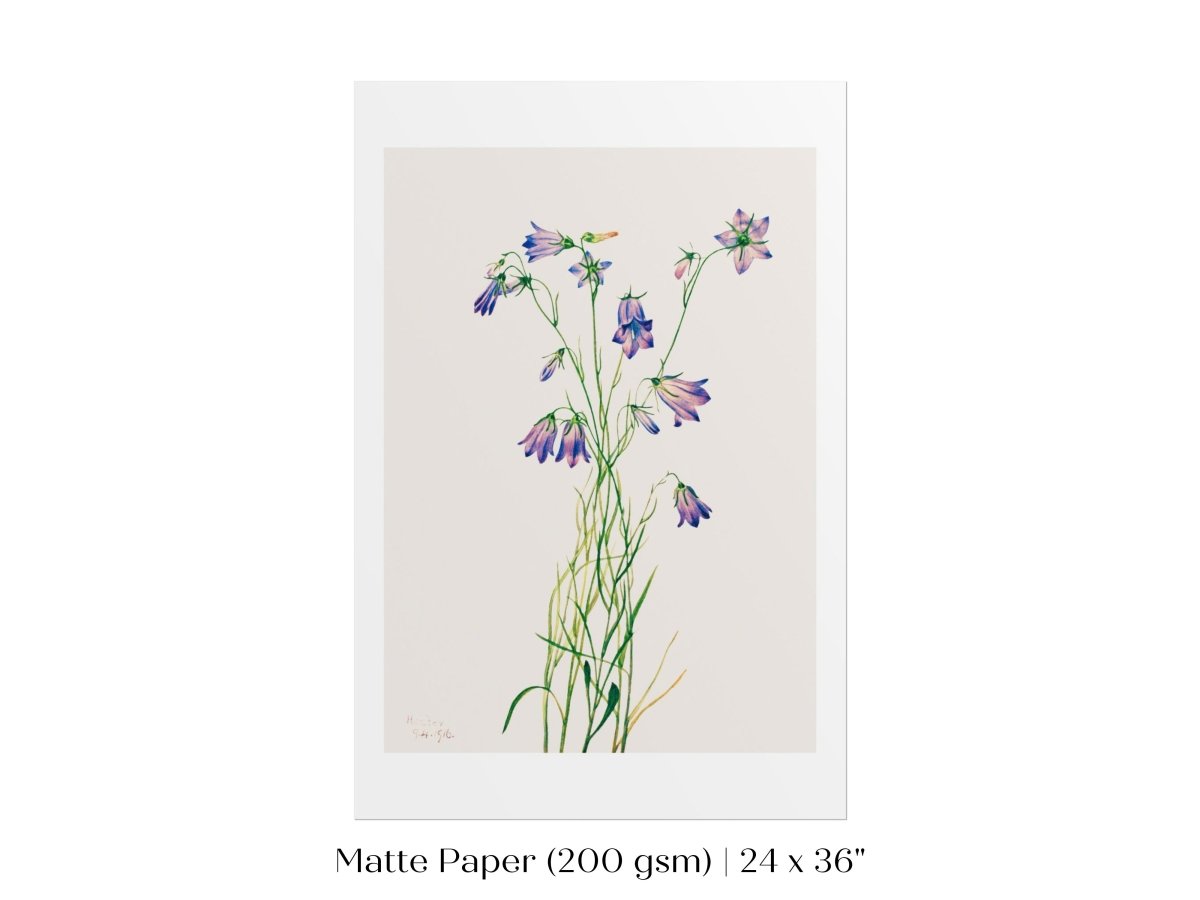 Harebell Illustration | P277 - Single Art Prints - Piccolo Fiore Prints