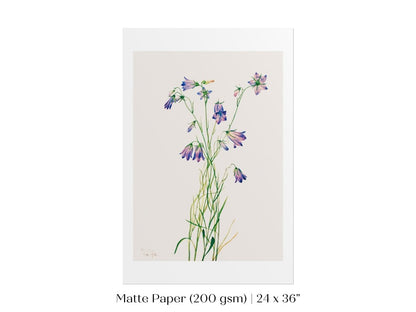 Harebell Illustration | P277 - Single Art Prints - Piccolo Fiore Prints