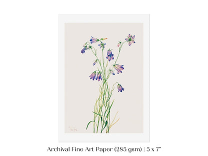 Harebell Illustration | P277 - Single Art Prints - Piccolo Fiore Prints