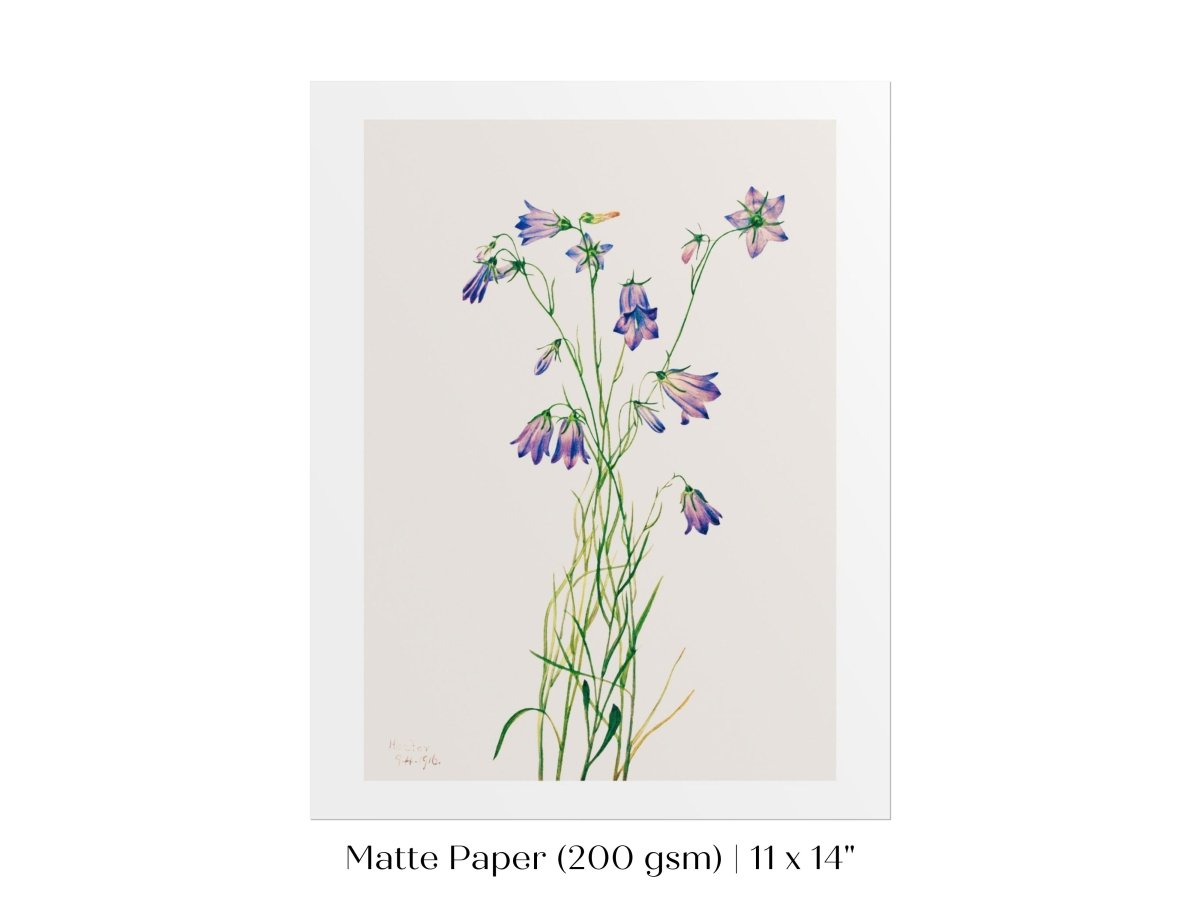 Harebell Illustration | P277 - Single Art Prints - Piccolo Fiore Prints