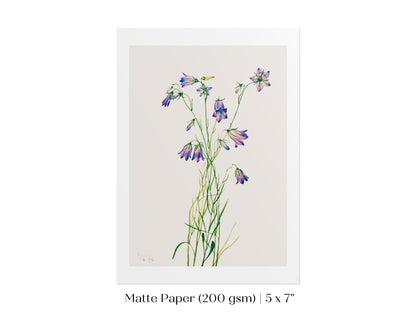 Harebell Illustration | P277 - Single Art Prints - Piccolo Fiore Prints