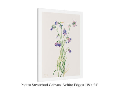 Harebell Illustration | P277 - Single Art Prints - Piccolo Fiore Prints