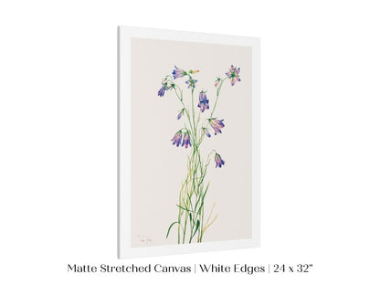 Harebell Illustration | P277 - Single Art Prints - Piccolo Fiore Prints