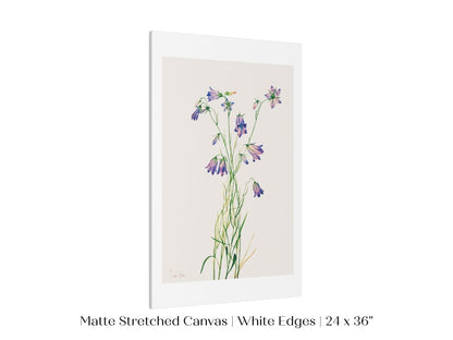 Harebell Illustration | P277 - Single Art Prints - Piccolo Fiore Prints