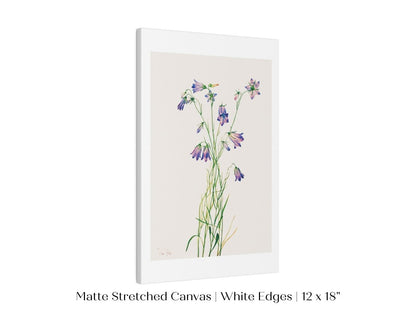 Harebell Illustration | P277 - Single Art Prints - Piccolo Fiore Prints