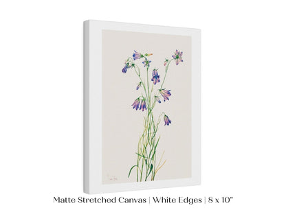 Harebell Illustration | P277 - Single Art Prints - Piccolo Fiore Prints
