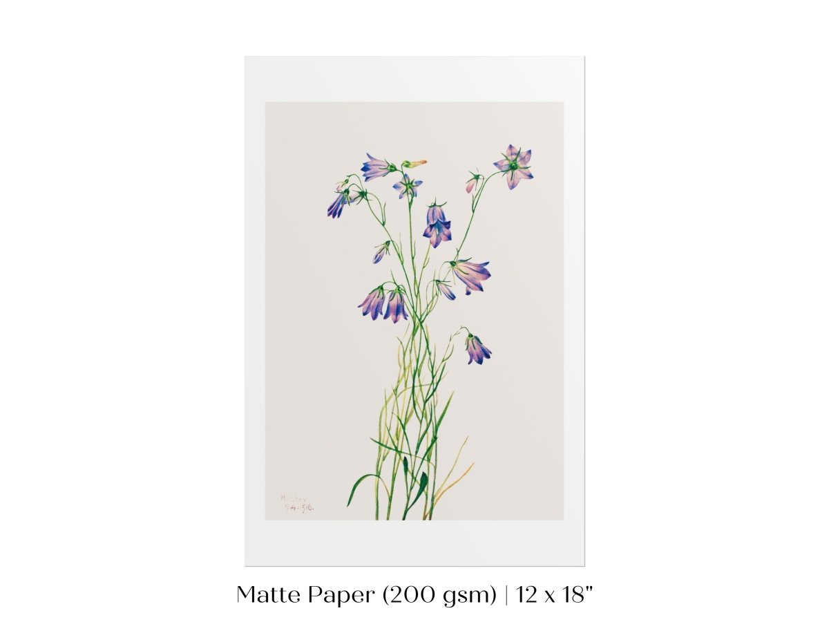 Harebell Illustration | P277 - Single Art Prints - Piccolo Fiore Prints