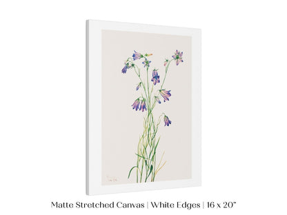 Harebell Illustration | P277 - Single Art Prints - Piccolo Fiore Prints