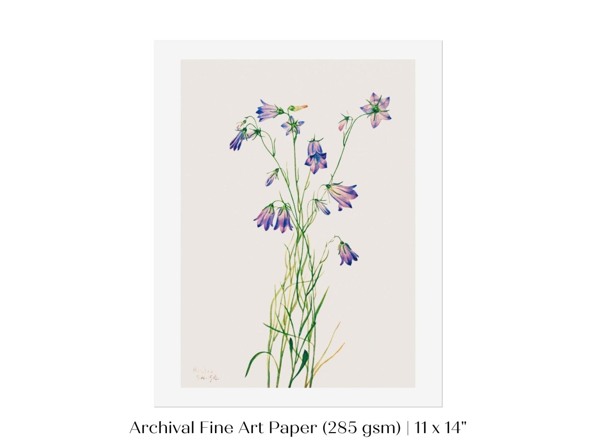 Harebell Illustration | P277 - Single Art Prints - Piccolo Fiore Prints