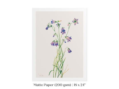 Harebell Illustration | P277 - Single Art Prints - Piccolo Fiore Prints
