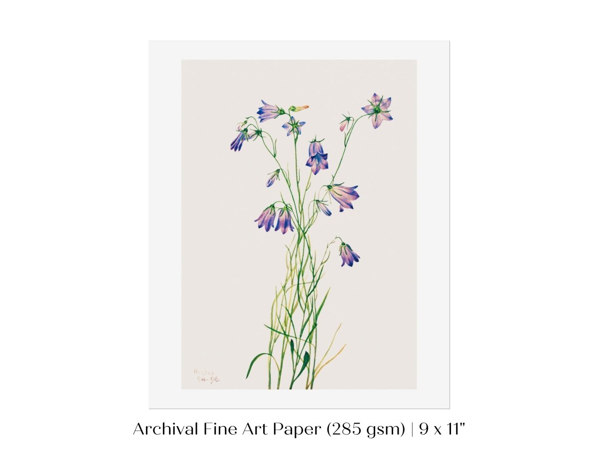 Harebell Illustration | P277 - Single Art Prints - Piccolo Fiore Prints