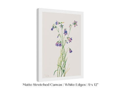 Harebell Illustration | P277 - Single Art Prints - Piccolo Fiore Prints