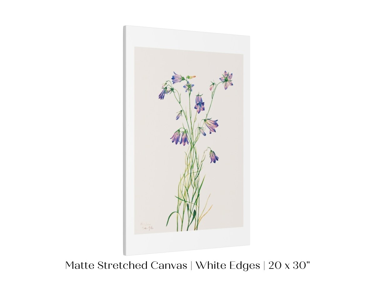 Harebell Illustration | P277 - Single Art Prints - Piccolo Fiore Prints