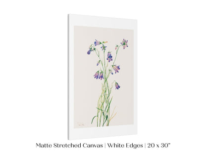 Harebell Illustration | P277 - Single Art Prints - Piccolo Fiore Prints