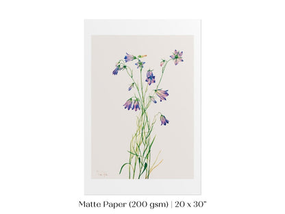 Harebell Illustration | P277 - Single Art Prints - Piccolo Fiore Prints