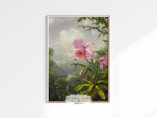 Hummingbird and Pink Orchid | P454 - Single Art Prints - Piccolo Fiore Prints