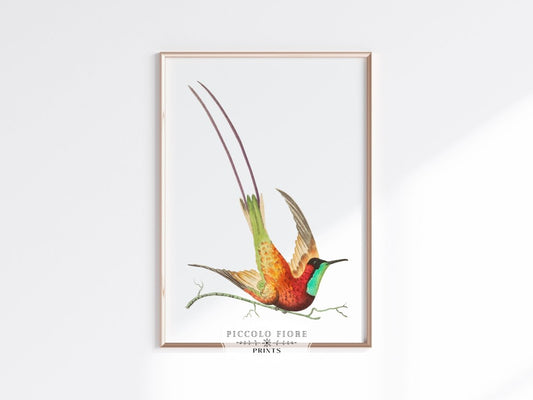 Hummingbird Illustration | P42 - Single Art Prints - Piccolo Fiore Prints