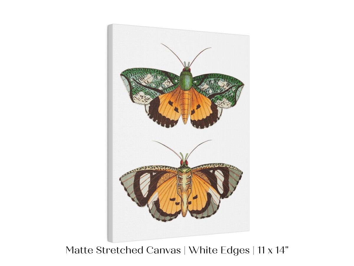Hypermnestra Moth Illustration | P170 - Single Art Prints - Piccolo Fiore Prints