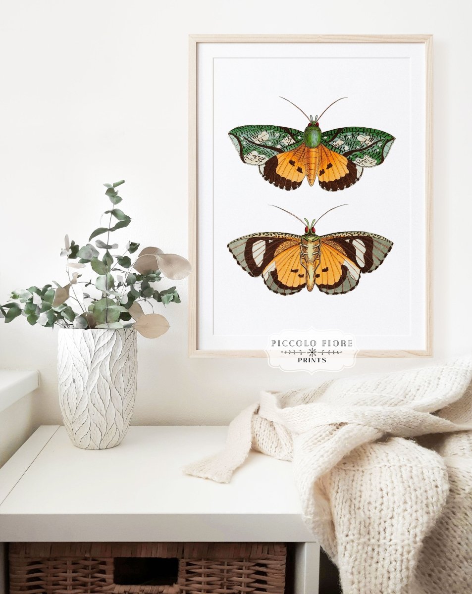 Hypermnestra Moth Illustration | P170 - Single Art Prints - Piccolo Fiore Prints