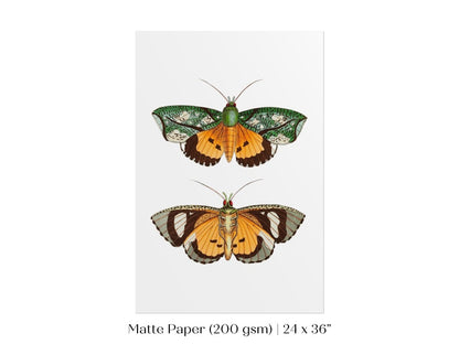 Hypermnestra Moth Illustration | P170 - Single Art Prints - Piccolo Fiore Prints
