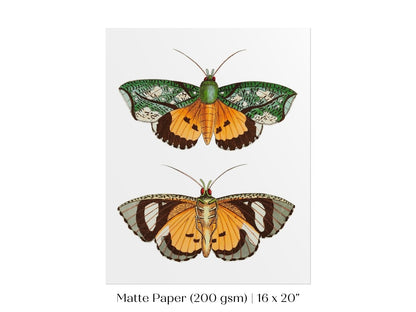Hypermnestra Moth Illustration | P170 - Single Art Prints - Piccolo Fiore Prints