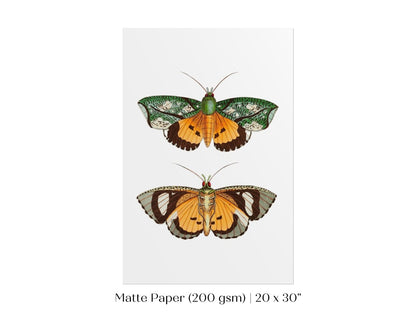 Hypermnestra Moth Illustration | P170 - Single Art Prints - Piccolo Fiore Prints