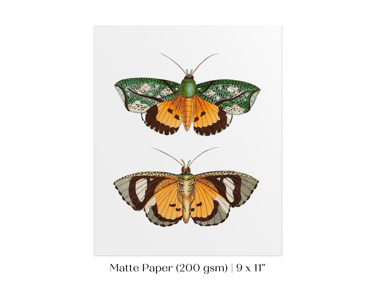 Hypermnestra Moth Illustration | P170 - Single Art Prints - Piccolo Fiore Prints
