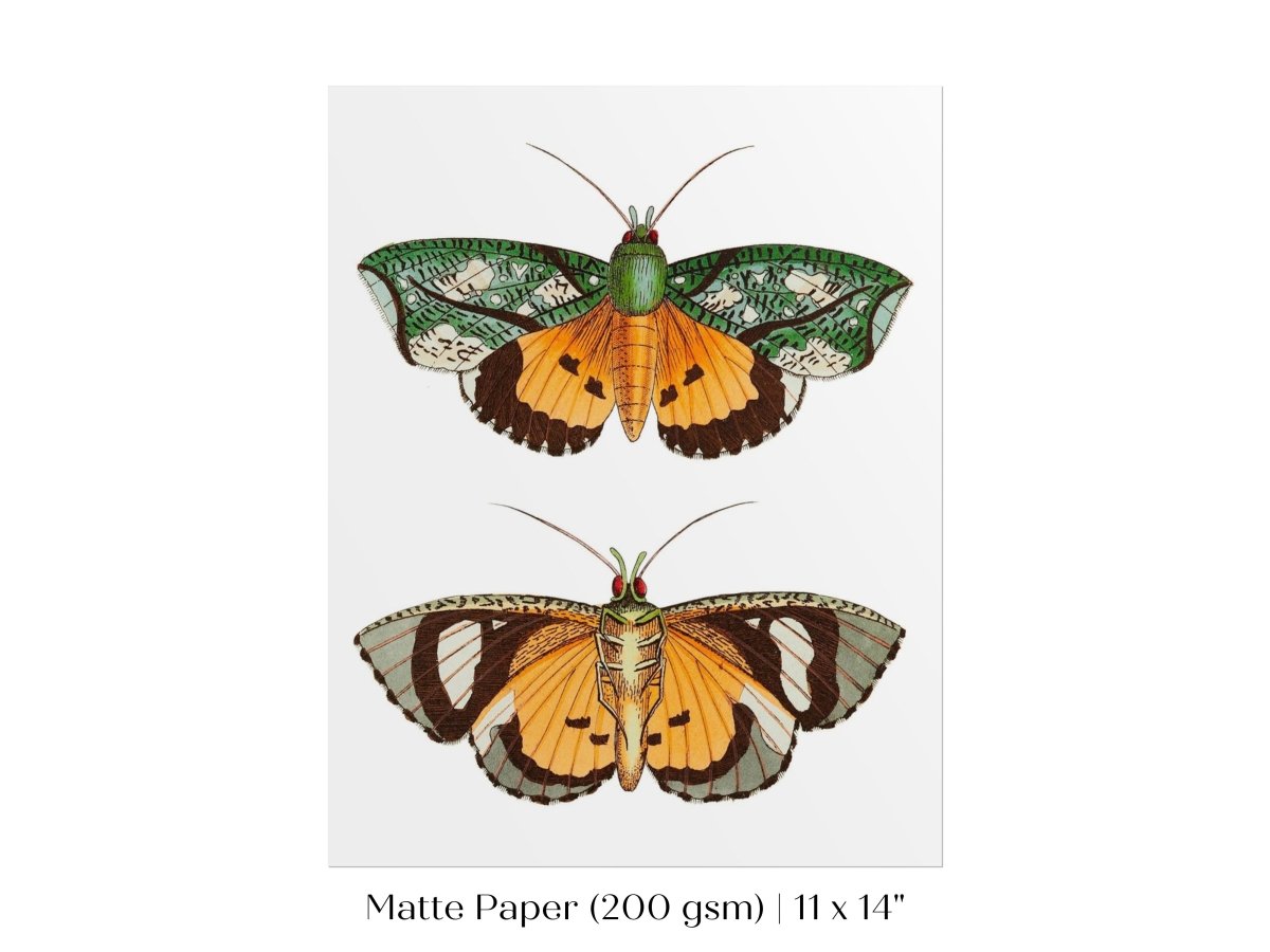 Hypermnestra Moth Illustration | P170 - Single Art Prints - Piccolo Fiore Prints