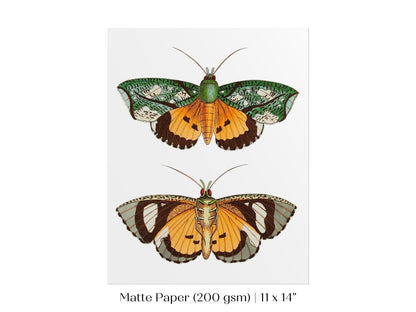 Hypermnestra Moth Illustration | P170 - Single Art Prints - Piccolo Fiore Prints