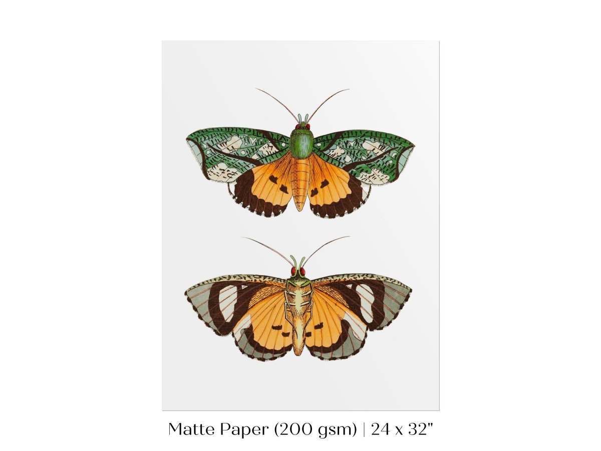 Hypermnestra Moth Illustration | P170 - Single Art Prints - Piccolo Fiore Prints