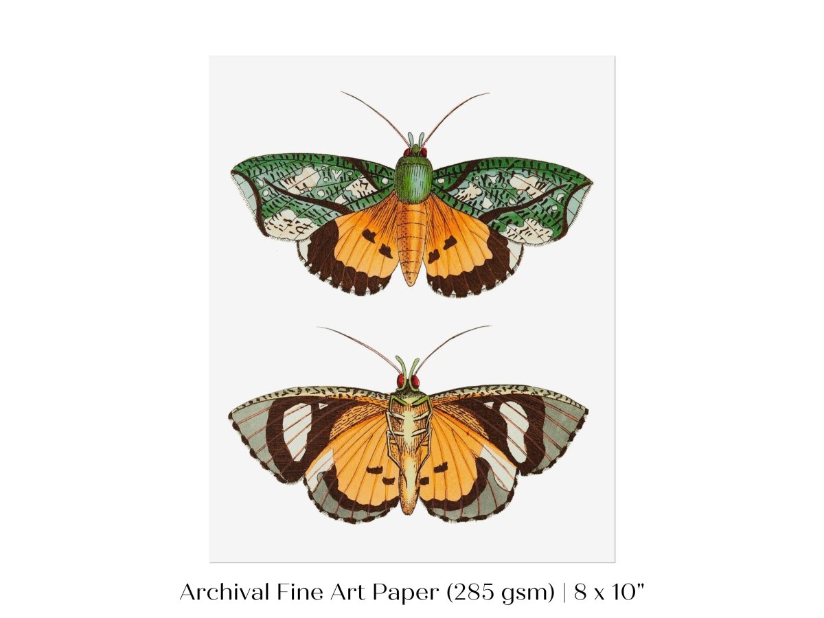 Hypermnestra Moth Illustration | P170 - Single Art Prints - Piccolo Fiore Prints