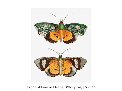 Hypermnestra Moth Illustration | P170 - Single Art Prints - Piccolo Fiore Prints