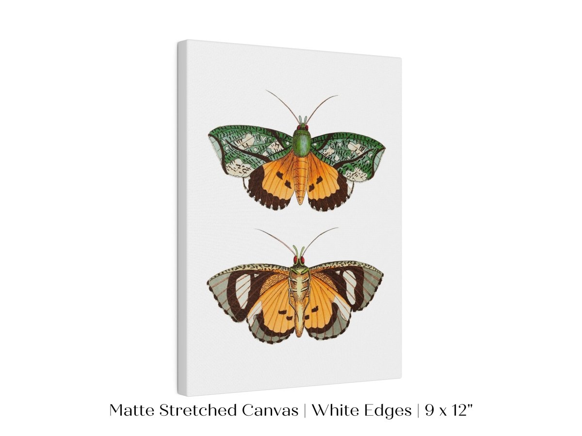 Hypermnestra Moth Illustration | P170 - Single Art Prints - Piccolo Fiore Prints