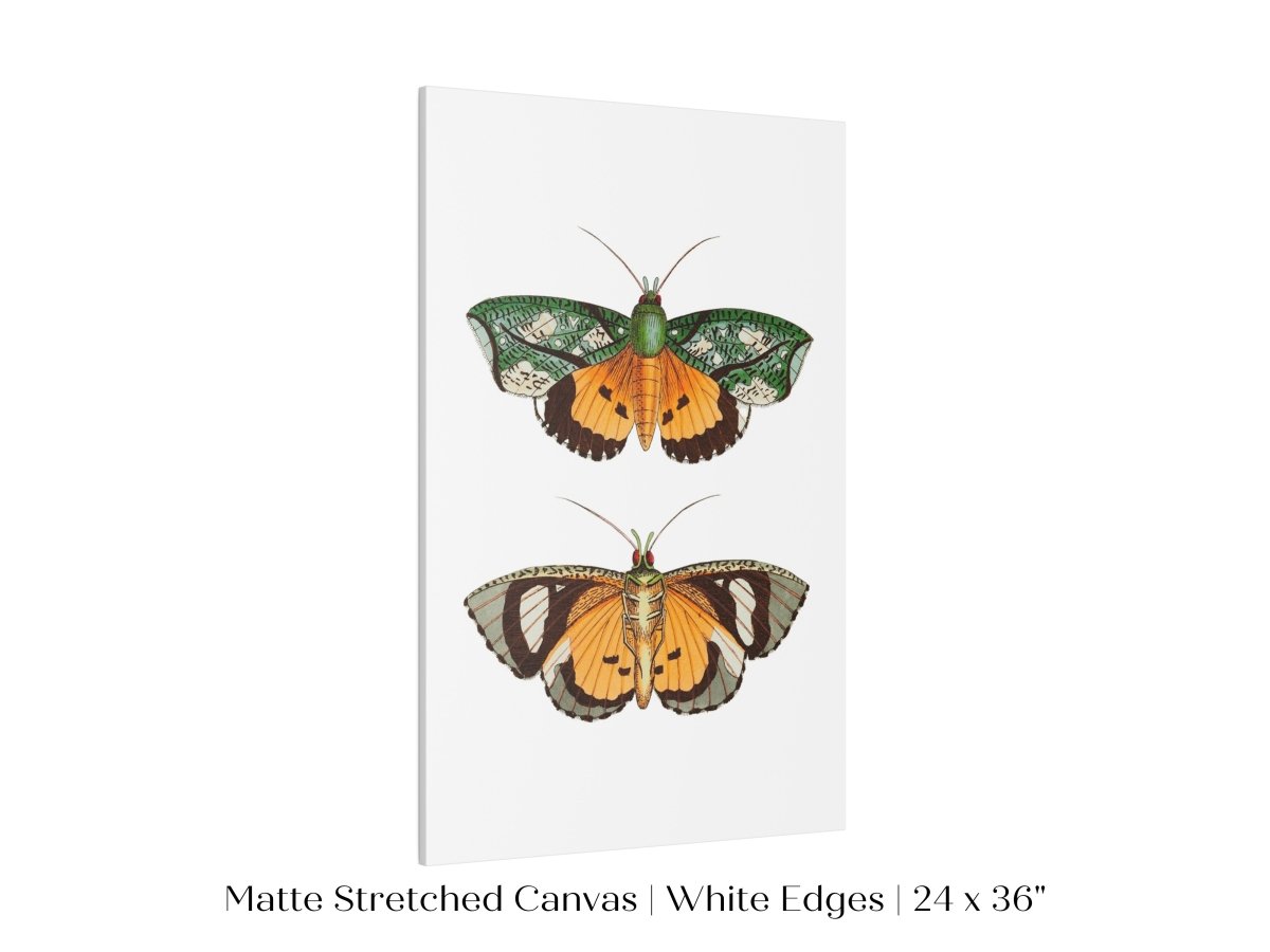 Hypermnestra Moth Illustration | P170 - Single Art Prints - Piccolo Fiore Prints