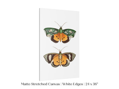 Hypermnestra Moth Illustration | P170 - Single Art Prints - Piccolo Fiore Prints