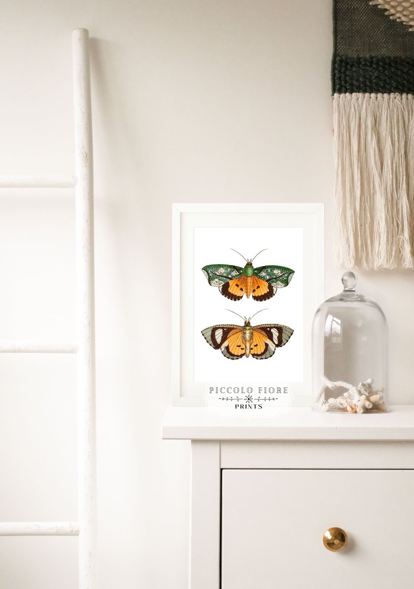 Hypermnestra Moth Illustration | P170 - Single Art Prints - Piccolo Fiore Prints