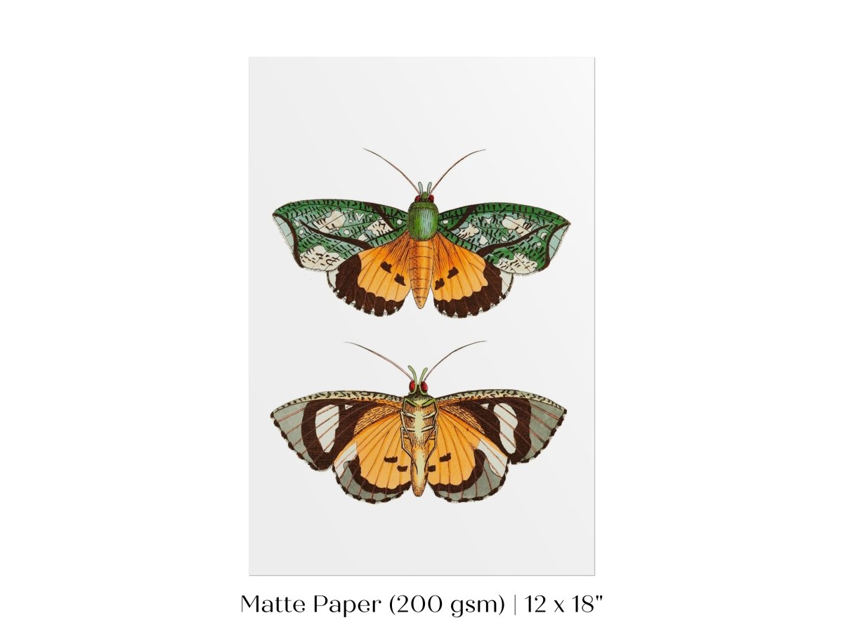 Hypermnestra Moth Illustration | P170 - Single Art Prints - Piccolo Fiore Prints