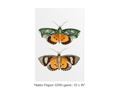 Hypermnestra Moth Illustration | P170 - Single Art Prints - Piccolo Fiore Prints