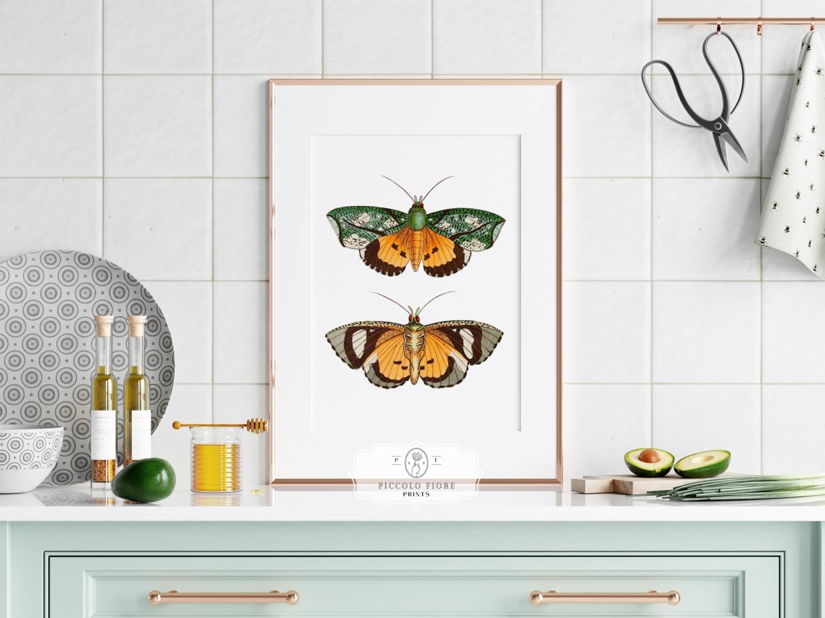 Hypermnestra Moth Illustration | P170 - Single Art Prints - Piccolo Fiore Prints