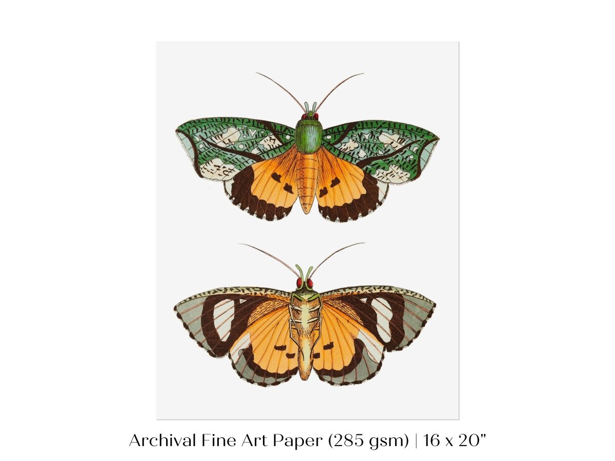 Hypermnestra Moth Illustration | P170 - Single Art Prints - Piccolo Fiore Prints